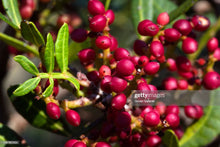 Load image into Gallery viewer, Lentisque Essential Oil