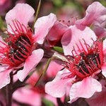 Load image into Gallery viewer, Manuka Mouth Wash