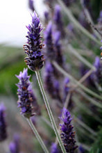 Load image into Gallery viewer, Lavender Hydrosol Spray