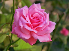 Load image into Gallery viewer, Rose Hydrosol