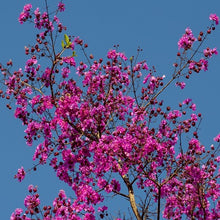 Load image into Gallery viewer, Rosewood Essential Oil